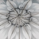 Deštník luxusní Pasotti Silver Sunflower